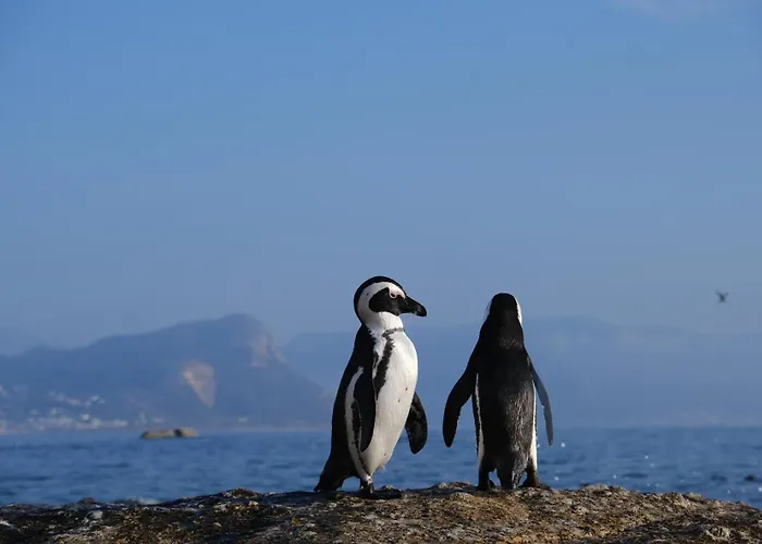 Penguin Haven . Luxury 2 Bedroom, Boulders Beach.