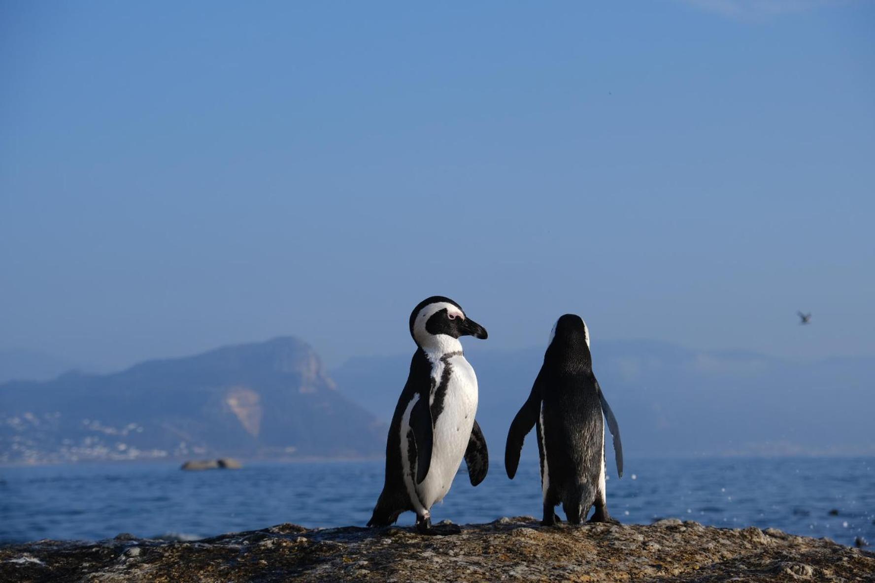 Penguin Haven . Luxury 2 Bedroom, Boulders Beach.