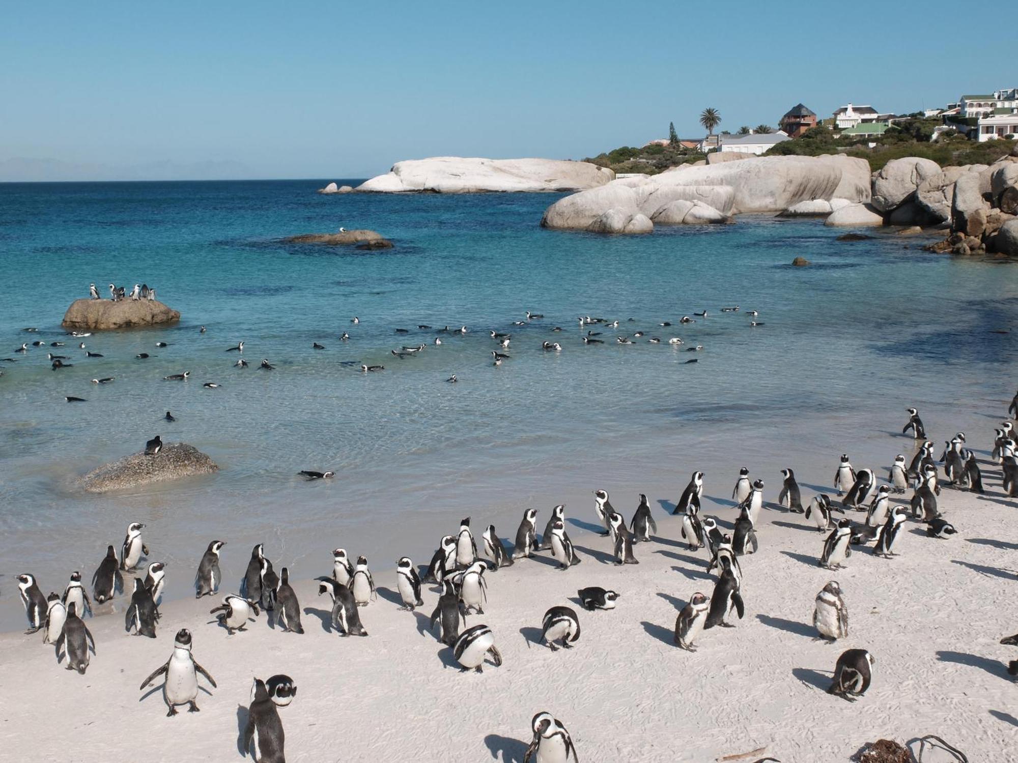 Penguin Haven . Luxury 2 Bedroom, Boulders Beach. Apartment Kapstadt