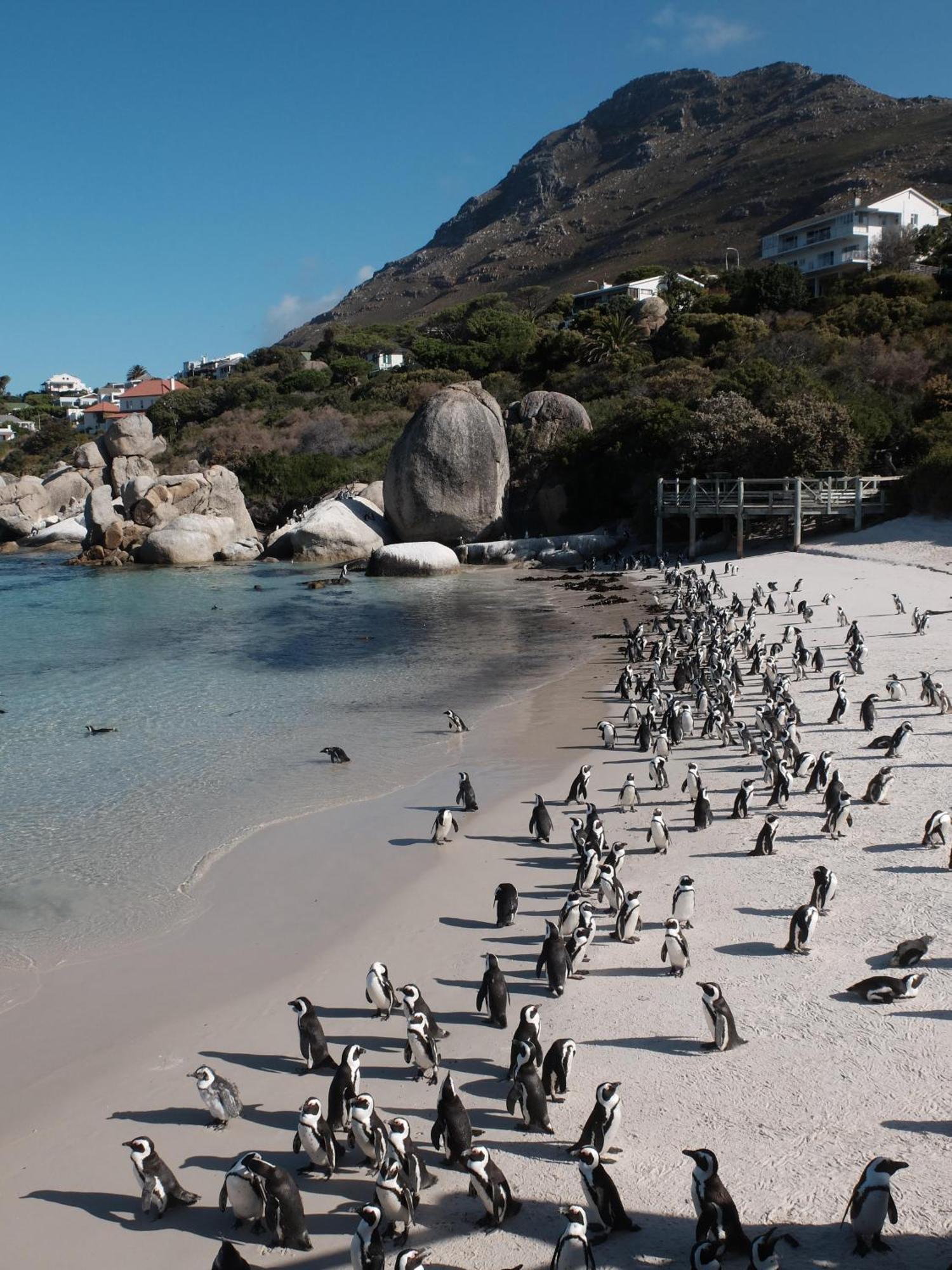Penguin Haven . Luxury 2 Bedroom, Boulders Beach.